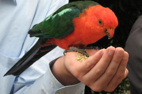 O'Reilly's Lamington National Park And Treetop Canopy Tour - Grafton Accommodation 1