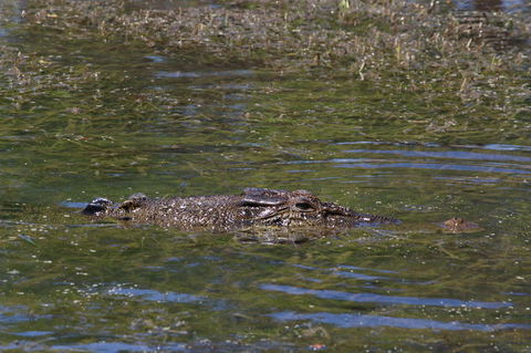 Kakadu, Nourlangie And Yellow Waters Tour From Darwin - Grafton Accommodation 16