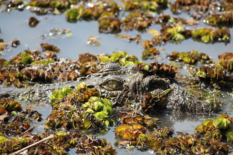 Kakadu, Nourlangie And Yellow Waters Tour From Darwin - Grafton Accommodation 17