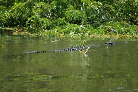 Kakadu, Nourlangie And Yellow Waters Tour From Darwin - Grafton Accommodation 4