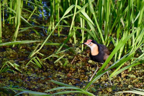 LITCHFIELD GRANDEUR AND WWII DISCOVERY - Grafton Accommodation 1