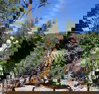 Private Shoalhaven Zoo Experience from Sydney - Grafton Accommodation