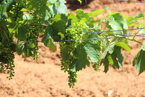 Hunter Valley Private Tour Including Wine, Chocolate, Cheese, Vodka, Gin Tasting - Grafton Accommodation 12