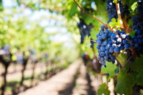 Hunter Valley Private Tour Including Wine, Chocolate, Cheese, Vodka, Gin Tasting - Grafton Accommodation 18