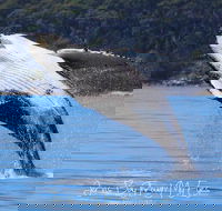 Whale Watching Jervis Bay - Grafton Accommodation