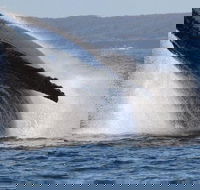 Jervis Bay Whale Watching Tour - Grafton Accommodation