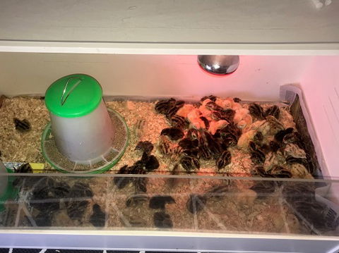Meet The Animals - Grafton Accommodation 2