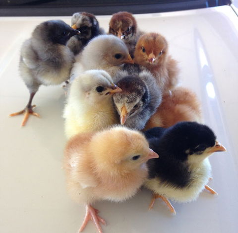 Meet The Animals - Grafton Accommodation 1