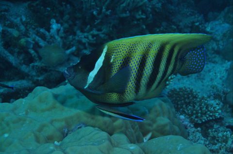 Frankland Islands Dive Site - Grafton Accommodation 0