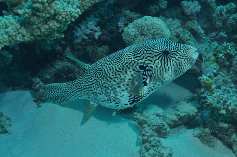 Frankland Islands Dive Site - Grafton Accommodation 1