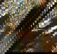 Gulaga National Park - Grafton Accommodation