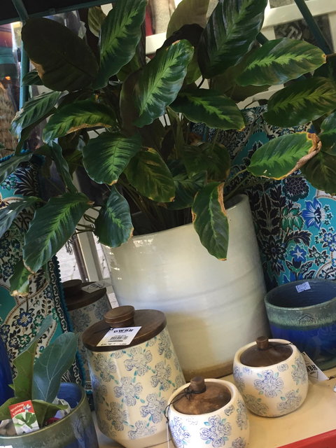 Noreen's Seaside Shop - Grafton Accommodation 0