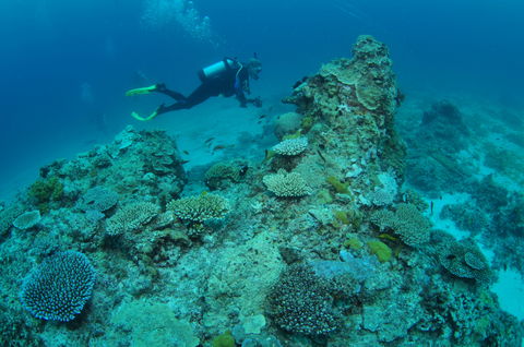 Second Reef Dive Site - Grafton Accommodation 1