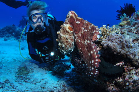 Second Reef Dive Site - Grafton Accommodation 2