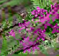 Cassinia Walking Track - Grafton Accommodation