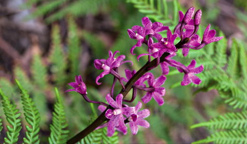 Cassinia Walking Track - Grafton Accommodation 0