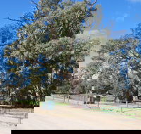 Giant Gum Tree