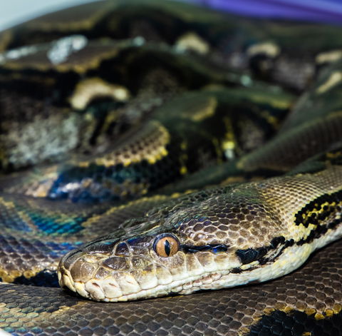 Serpentarium Wildlife Park Tasmania - Grafton Accommodation 1