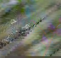 Wallumatta Loop Trail