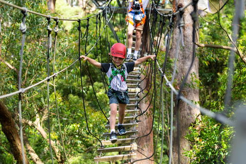 Zipline At Illawarra Fly - Grafton Accommodation 1
