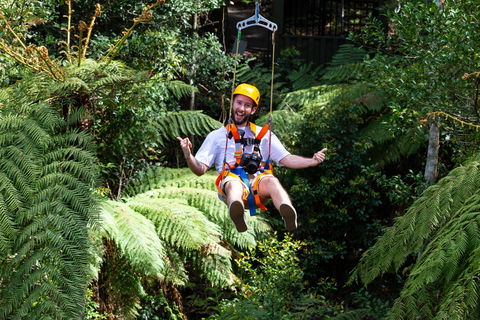 Zipline At Illawarra Fly - Grafton Accommodation 2