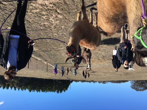 Alpaca Magic Stud - Grafton Accommodation 1