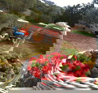 Blue Hills Berries and Cherries