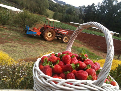 Blue Hills Berries And Cherries - Grafton Accommodation 0
