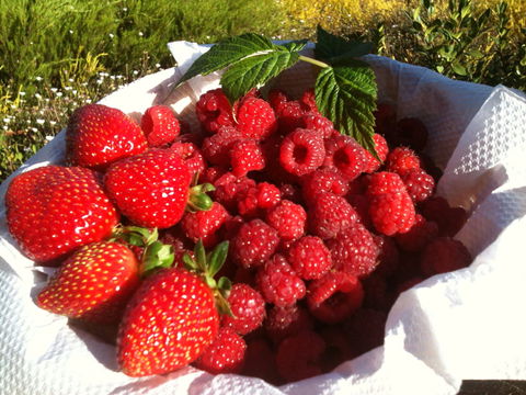 Blue Hills Berries And Cherries - Grafton Accommodation 1