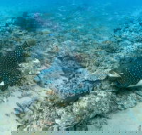 Child Island Dive Site - Grafton Accommodation