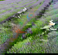 Lavandula Swiss Italian Farm - Grafton Accommodation