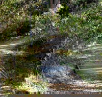 McDirtys Walking Track - Grafton Accommodation