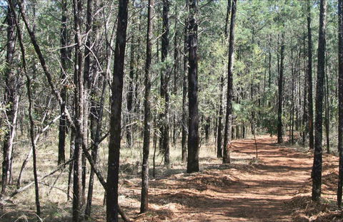 Yana-y Warruwi Walking Track - Grafton Accommodation 0