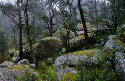 Cathedral Rock Track - Grafton Accommodation 0
