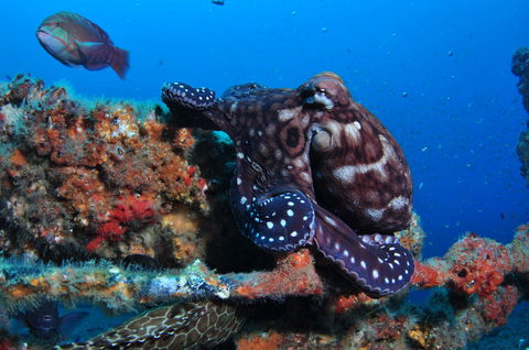 HMAS Brisbane Dive Site - Grafton Accommodation 2