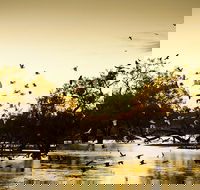 Kinchega Homestead Billabong Walk - Grafton Accommodation