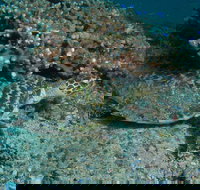 Round Bommie - Grafton Accommodation