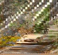 Scotsdale Tourist Drive - Grafton Accommodation