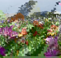 Smokin Heights Iris Display Garden - Grafton Accommodation