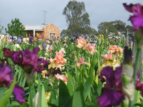 Smokin Heights Iris Display Garden - Grafton Accommodation 0