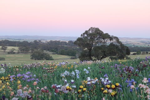 Smokin Heights Iris Display Garden - Grafton Accommodation 1