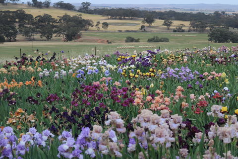 Smokin Heights Iris Display Garden - Grafton Accommodation 2