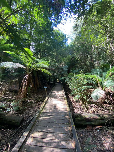 Wirrawilla Rainforest Walk - Grafton Accommodation 0