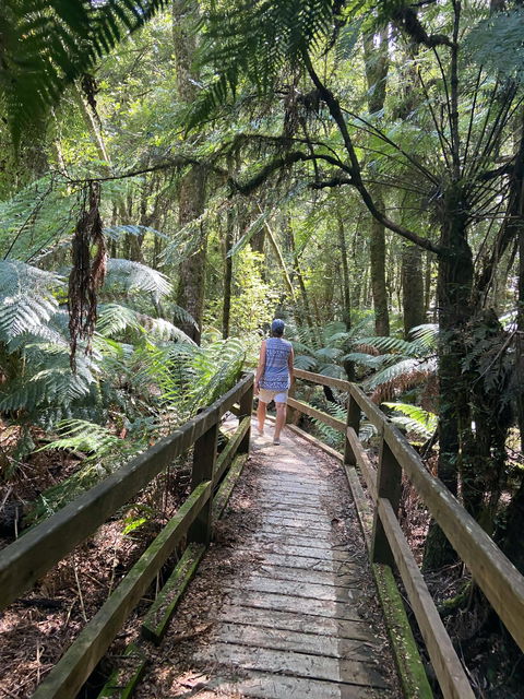 Wirrawilla Rainforest Walk - Grafton Accommodation 2