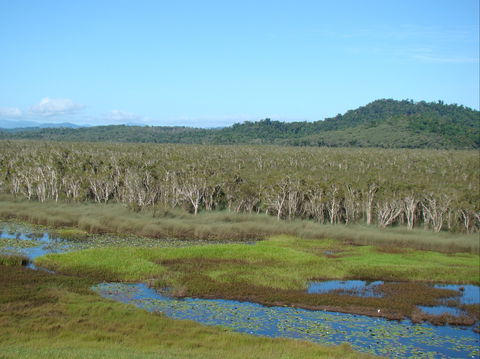 Eubenangee Swamp National Park - Grafton Accommodation 1
