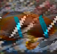 Nursery Reef - Grafton Accommodation