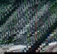 Old Tambo Downhill Mountain Bike Track