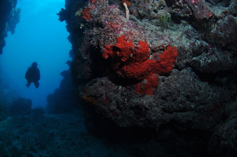 Stepping Stones Dive Site - Grafton Accommodation 0