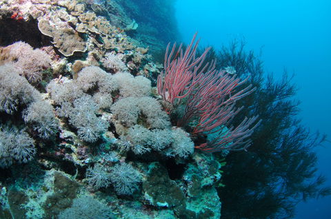 Stepping Stones Dive Site - Grafton Accommodation 1