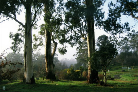 Tasmanian Arboretum Inc. - The - Grafton Accommodation 1
